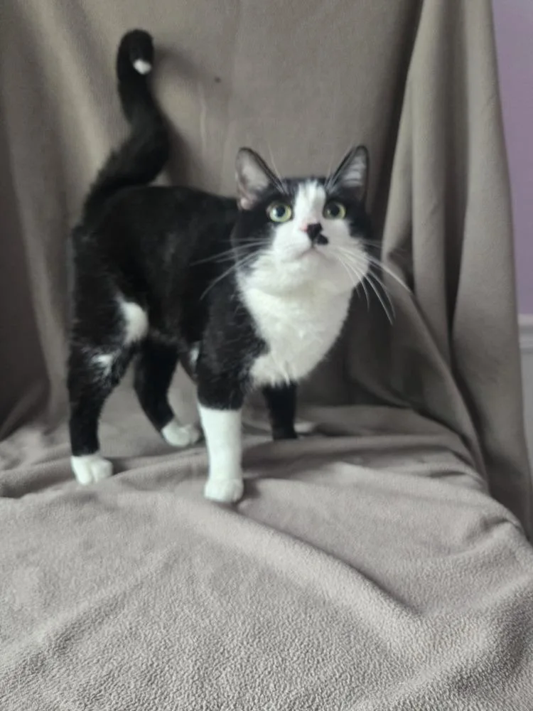 A young large-sized male Domestic Short Hair cat named Oscar for adoption in Wheaton, IL