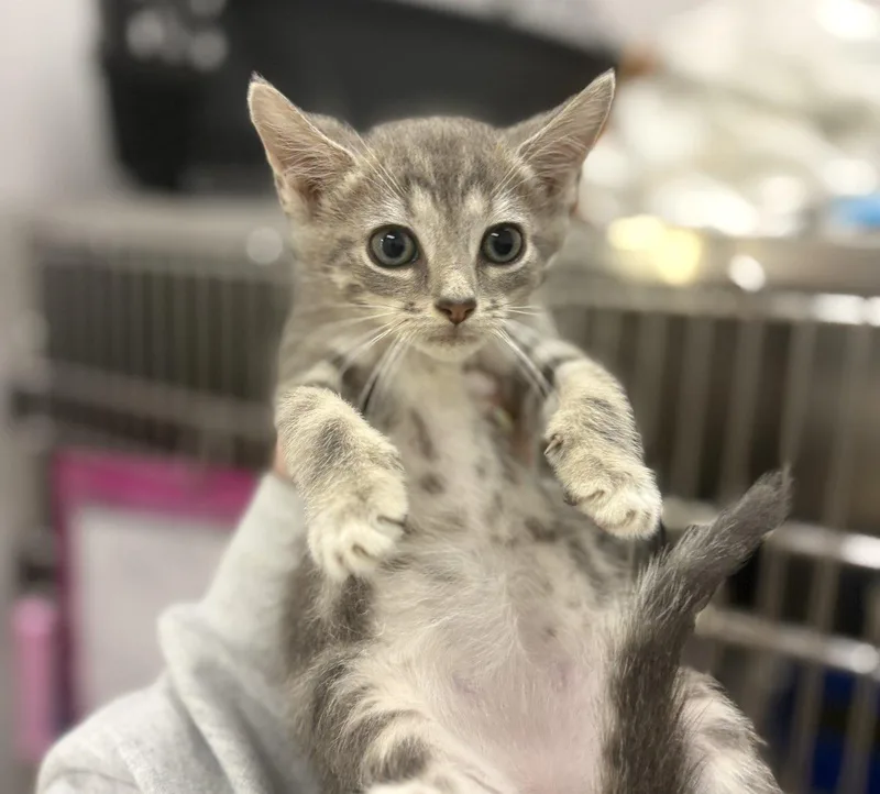 A baby small-sized male Tabby (Gray / Blue / Silver) Domestic Short Hair cat named Taro for adoption in Raleigh, NC