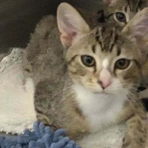 A baby small-sized male Gray / Blue / Silver Domestic Short Hair cat named Soup for adoption in West Palm Beach, FL