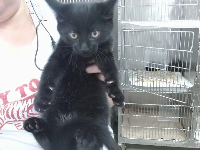 A baby medium-sized male Domestic Short Hair cat named Alvin for adoption in Salinas, CA