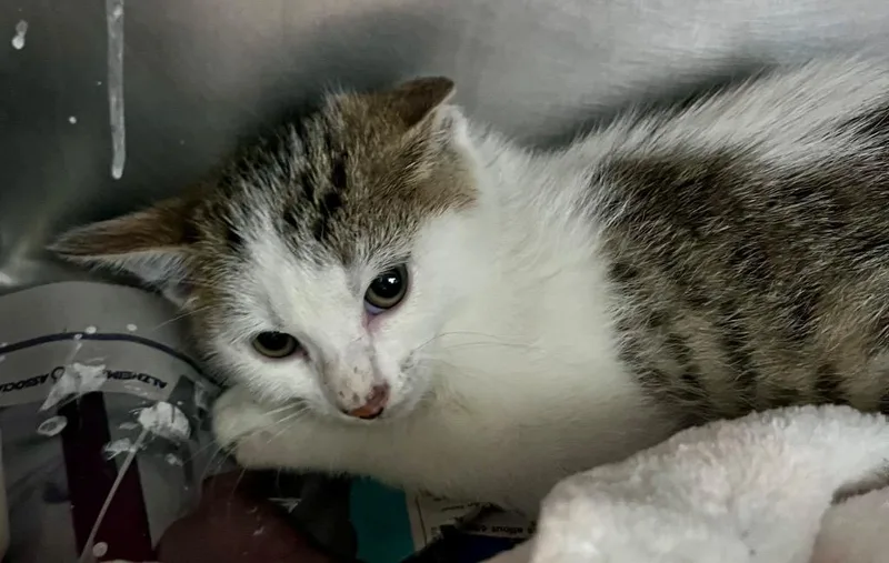 A baby medium-sized male Domestic Short Hair cat named Ranch for adoption in Cincinnati, OH