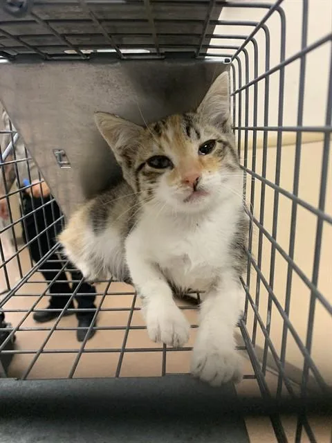 A baby small-sized female Domestic Short Hair cat named Kettlecorn for adoption in San Jose, CA