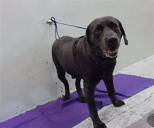 An adult medium-sized male Labrador Retriever dog named A for adoption in Houston, TX