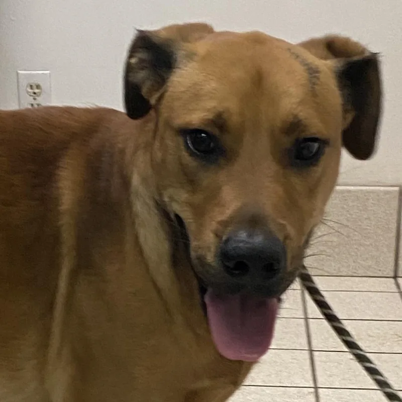 An adult medium-sized male Yellow / Tan / Blond / Fawn Mixed Breed dog named SasquatchRalphie for adoption in Charleston, WV