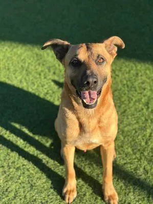 An adult large-sized male Mixed Breed dog named Pollo for adoption in Dallas, TX