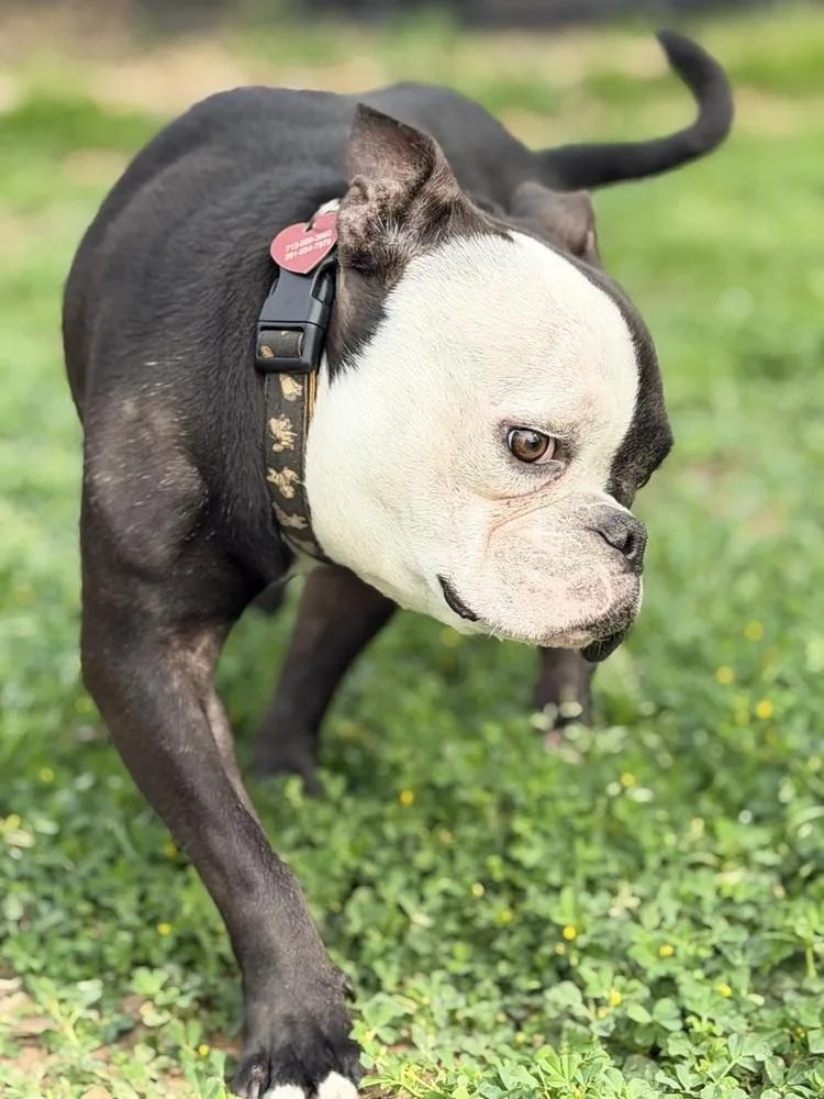 Quasimodo thumbnail 2