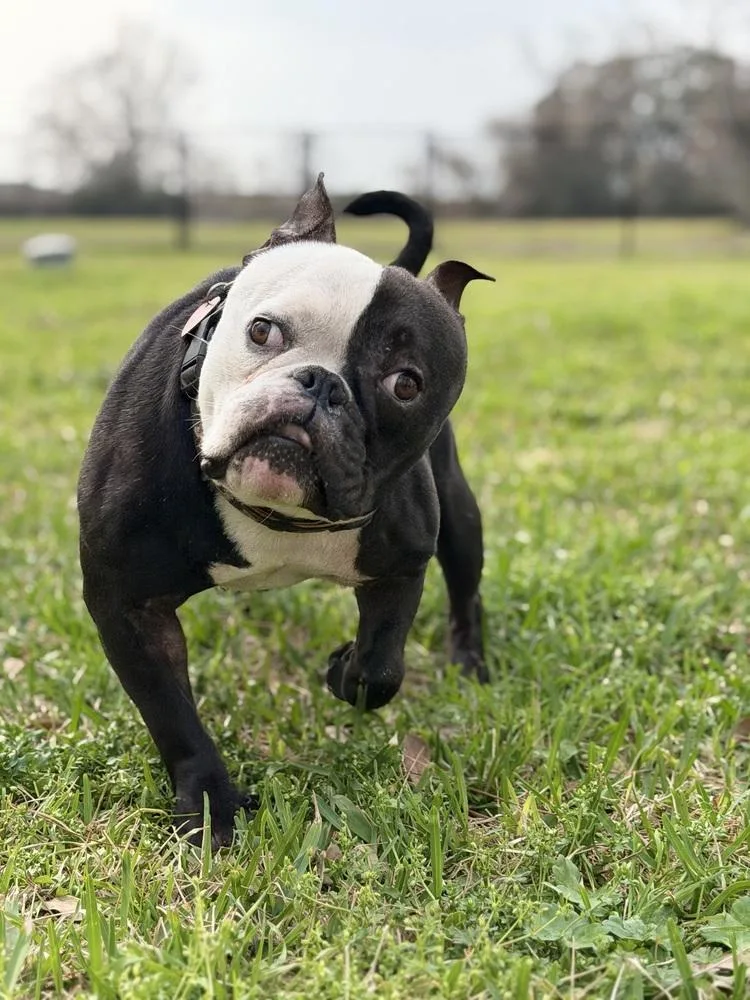 Quasimodo thumbnail 3