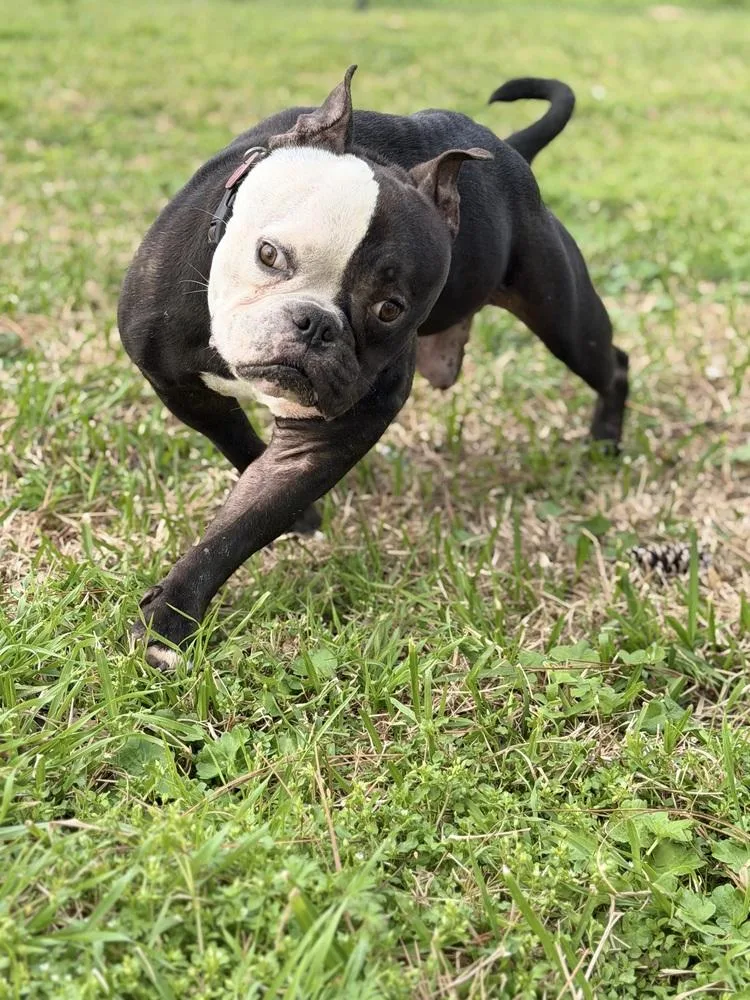 Quasimodo thumbnail 4