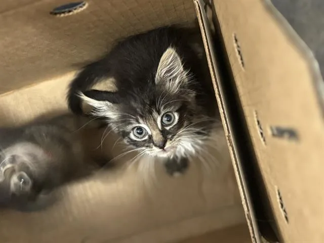 A baby small-sized male Domestic Short Hair cat named Taylor for adoption in Dallas, TX
