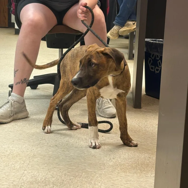 A young medium-sized male Brindle Mixed Breed dog named Opie for adoption in Columbus, GA