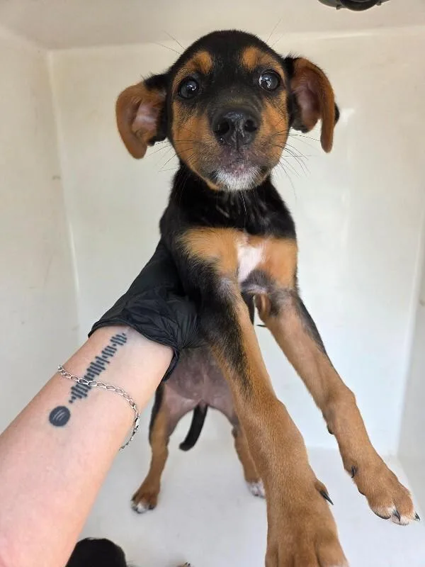 A young small-sized female Black Mixed Breed dog named Lucky for adoption in Mobile, AL