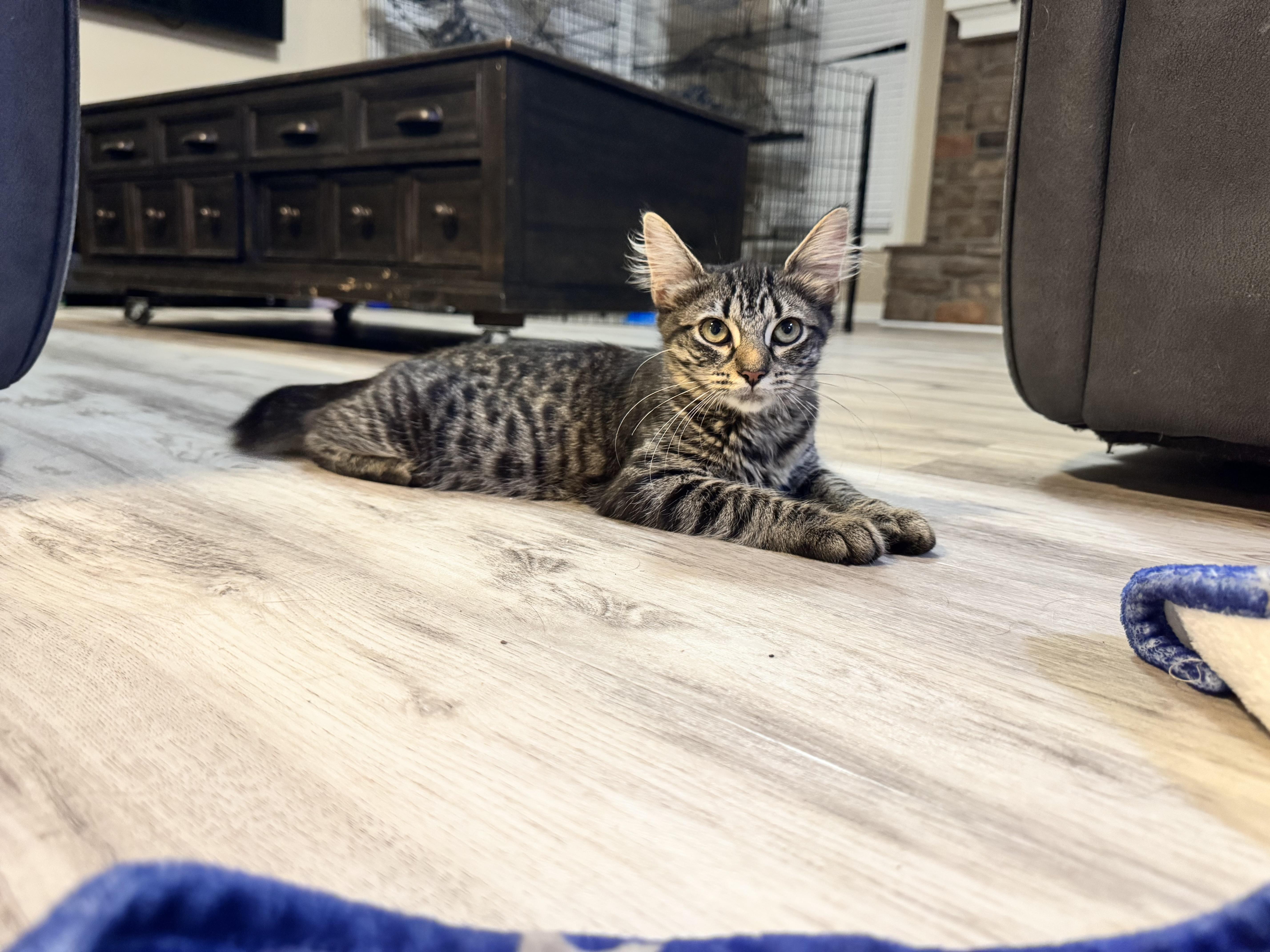 A baby large-sized female Domestic Medium Hair cat named Kenzie for adoption in Gainesville, VA
