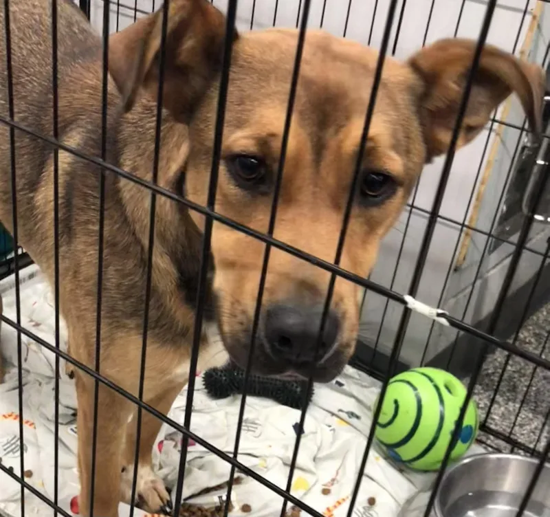 A young large-sized male Yellow / Tan / Blond / Fawn Shepherd dog named Blaze for adoption in Parma, OH