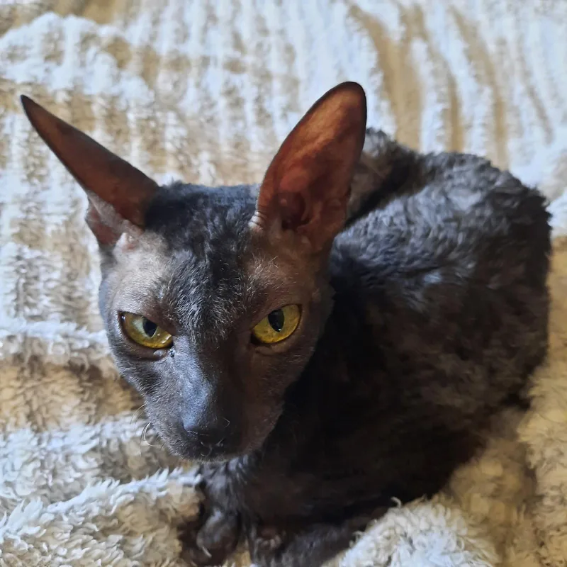 An adult medium-sized female Cornish Rex cat named Stella Bella Bonded To for adoption in Phoenix, AZ