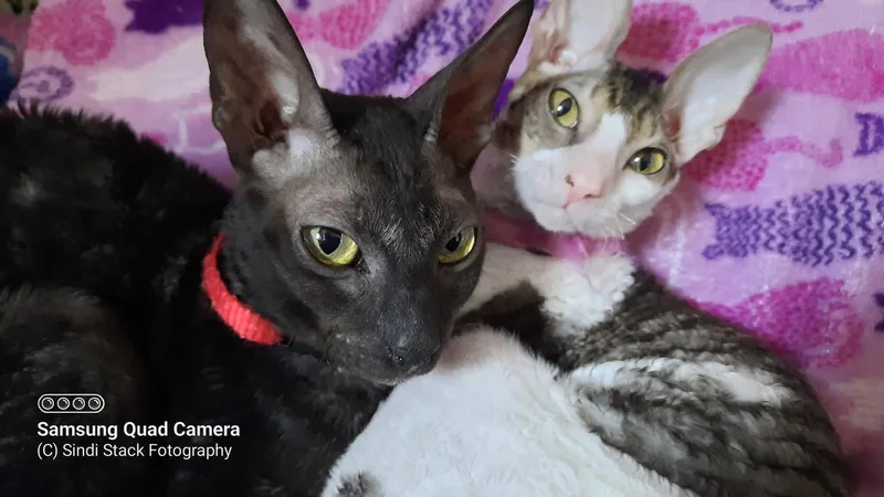 Stella Bella Bonded To thumbnail 3