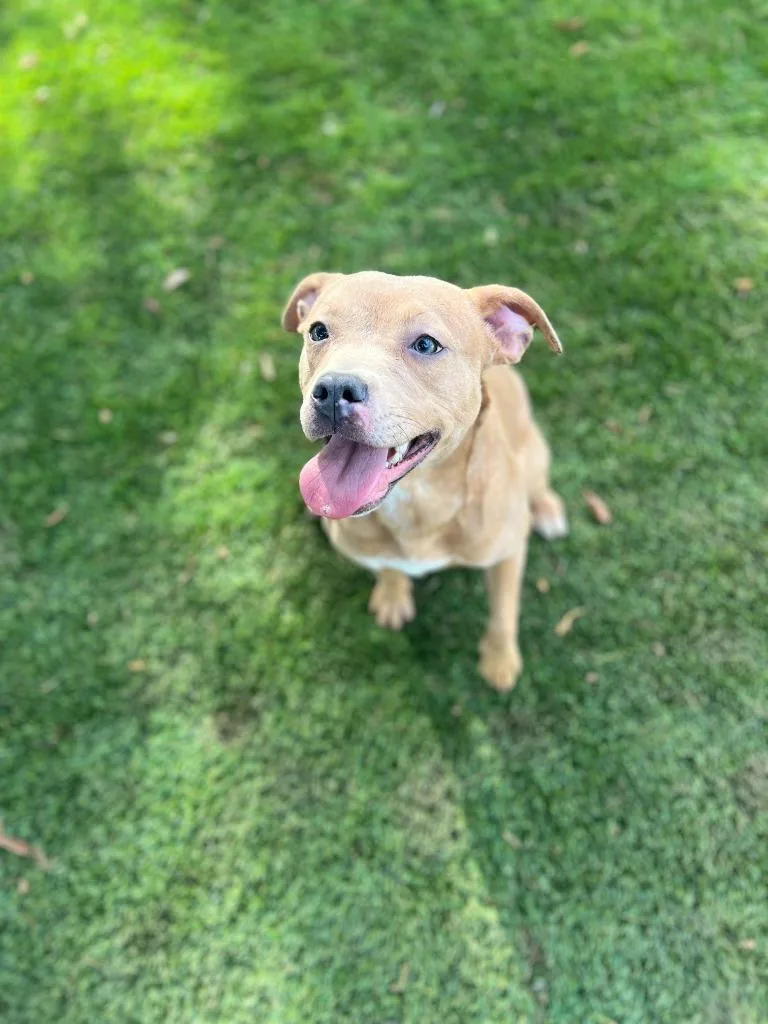 A young small-sized female Pit Bull Terrier dog named Lola for adoption in Chico, CA