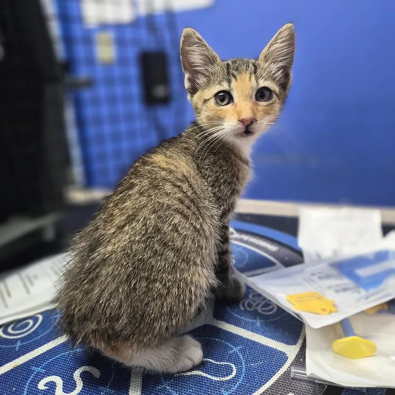 A baby small-sized female Domestic Short Hair cat named Liv Morgan for adoption in Wahiawa, HI