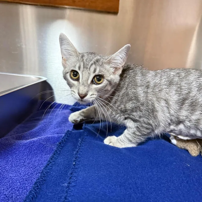A baby small-sized female Gray / Blue / Silver Domestic Medium Hair cat named Evangeline for adoption in Pensacola, FL