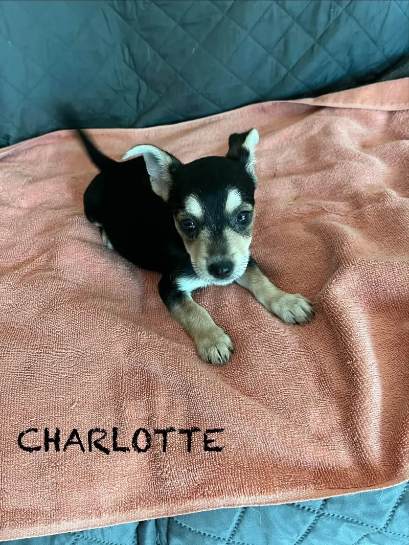 Charlotte