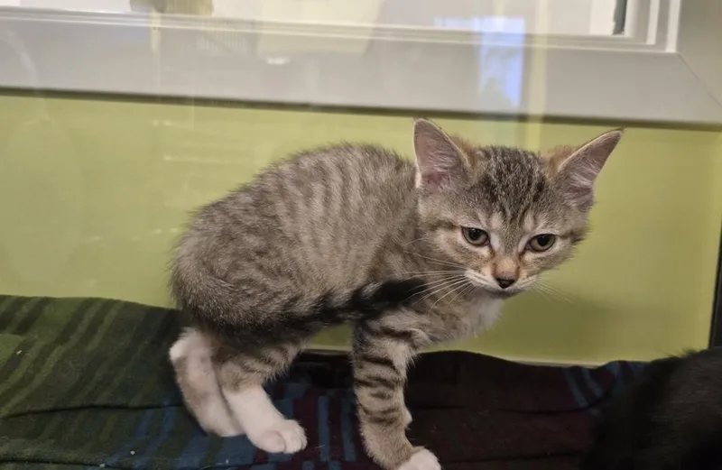 A baby small-sized female Domestic Short Hair cat named Squeegee for adoption in Dickson, TN