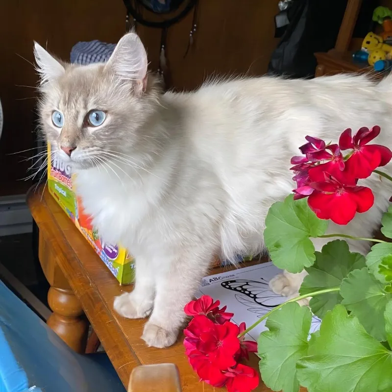 Snowball