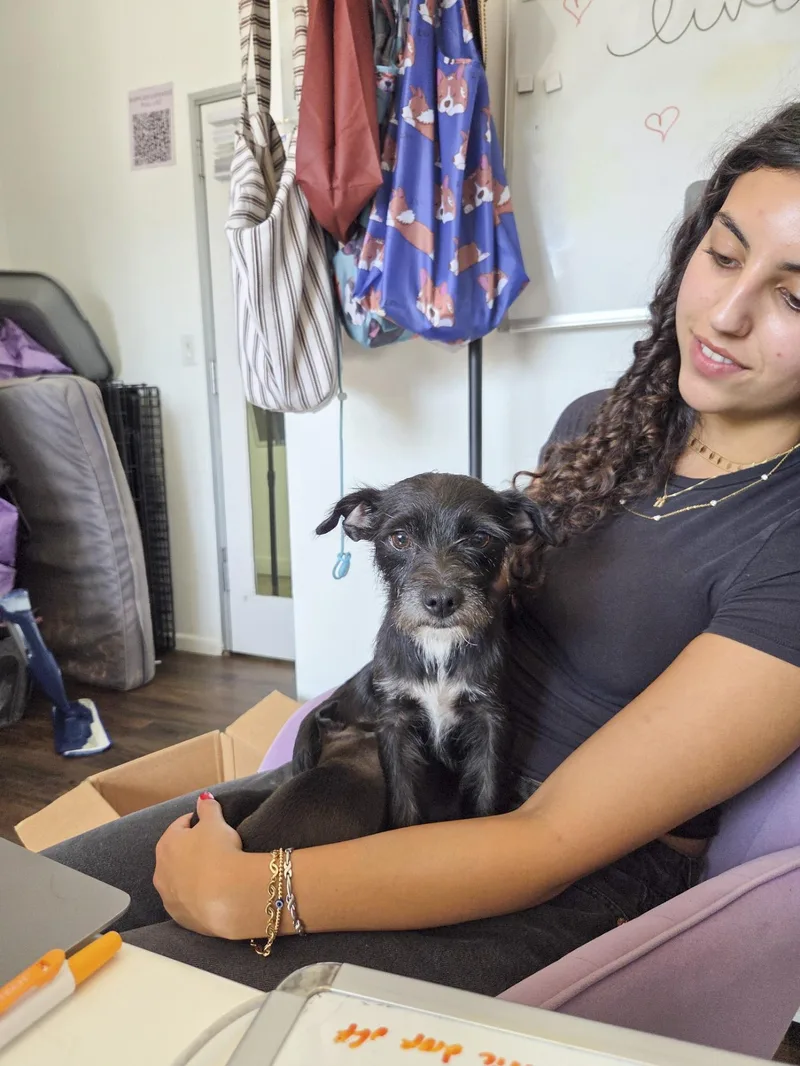 An adult small-sized female Bicolor Terrier dog named Nani for adoption in West Hollywood, CA