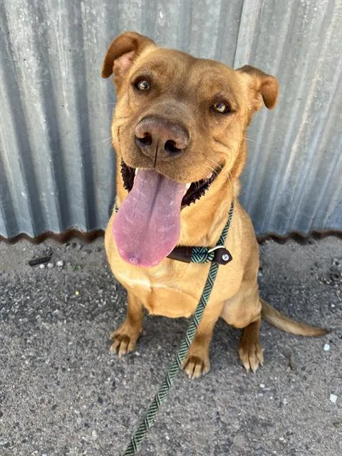 A young medium-sized female Pit Bull Terrier dog named Precious for adoption in Albuquerque, NM