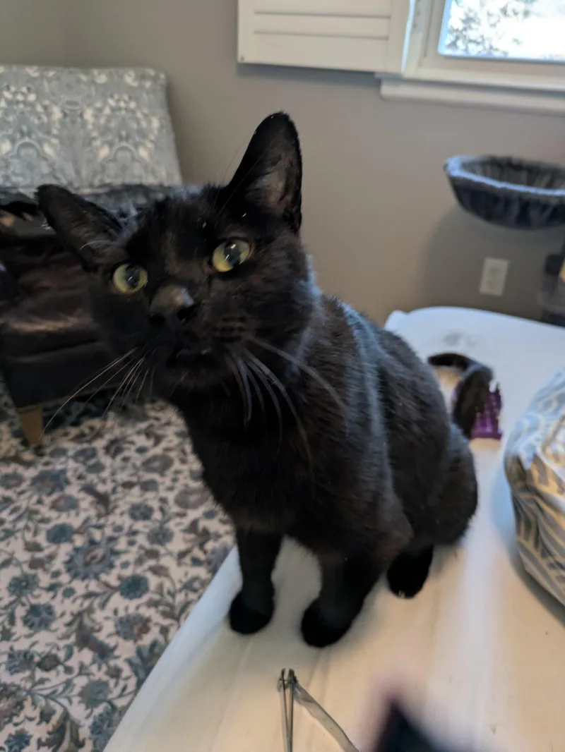 An adult medium-sized male Black Domestic Short Hair cat named Narwhal for adoption in Georgetown, KY