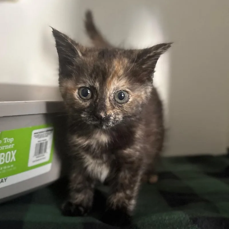 A baby small-sized female Calico Domestic Medium Hair cat named Miracle Dancer for adoption in San Pablo, CA