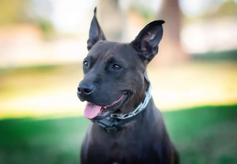 Midnight thumbnail 2