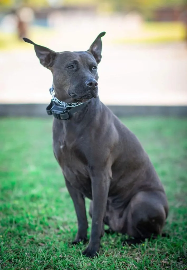 Midnight thumbnail 3