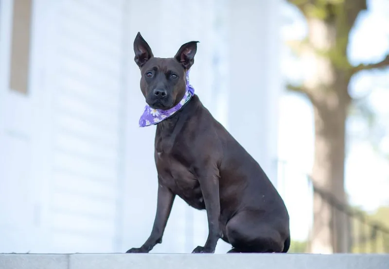 Midnight thumbnail 6