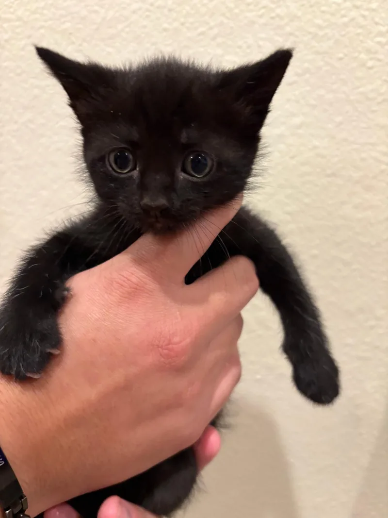 A baby small-sized female Domestic Short Hair cat named Jesse for adoption in Long Beach, CA