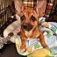 A baby small-sized female Golden Chihuahua dog named Bailey for adoption in Fort Mill, SC