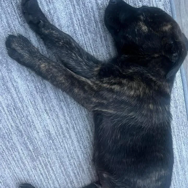 Cooper thumbnail 2