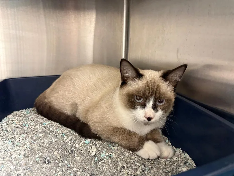 A young medium-sized female Domestic Short Hair cat named Venetia Honeybun for adoption in Greeneville, TN
