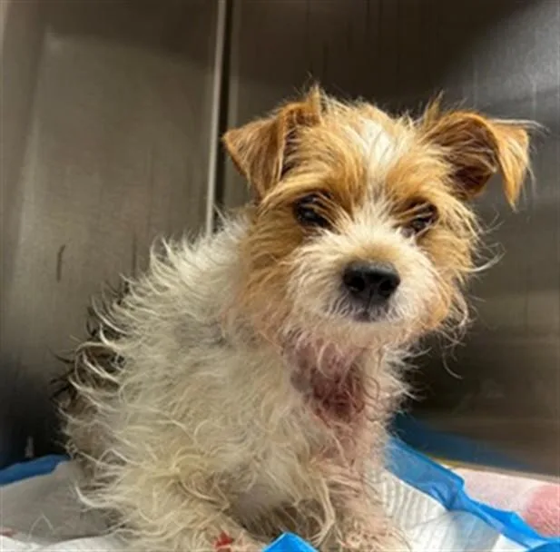 An adult small-sized male Terrier dog named Nutmeg for adoption in Lancaster, CA