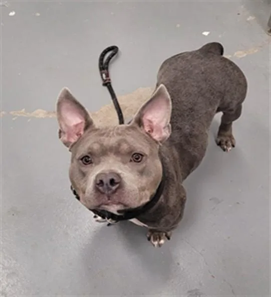 A young medium-sized female Pit Bull Terrier dog named Perch for adoption in Peoria, IL