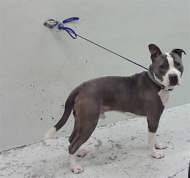 A young medium-sized male Staffordshire Bull Terrier dog named Scotty for adoption in Houston, TX