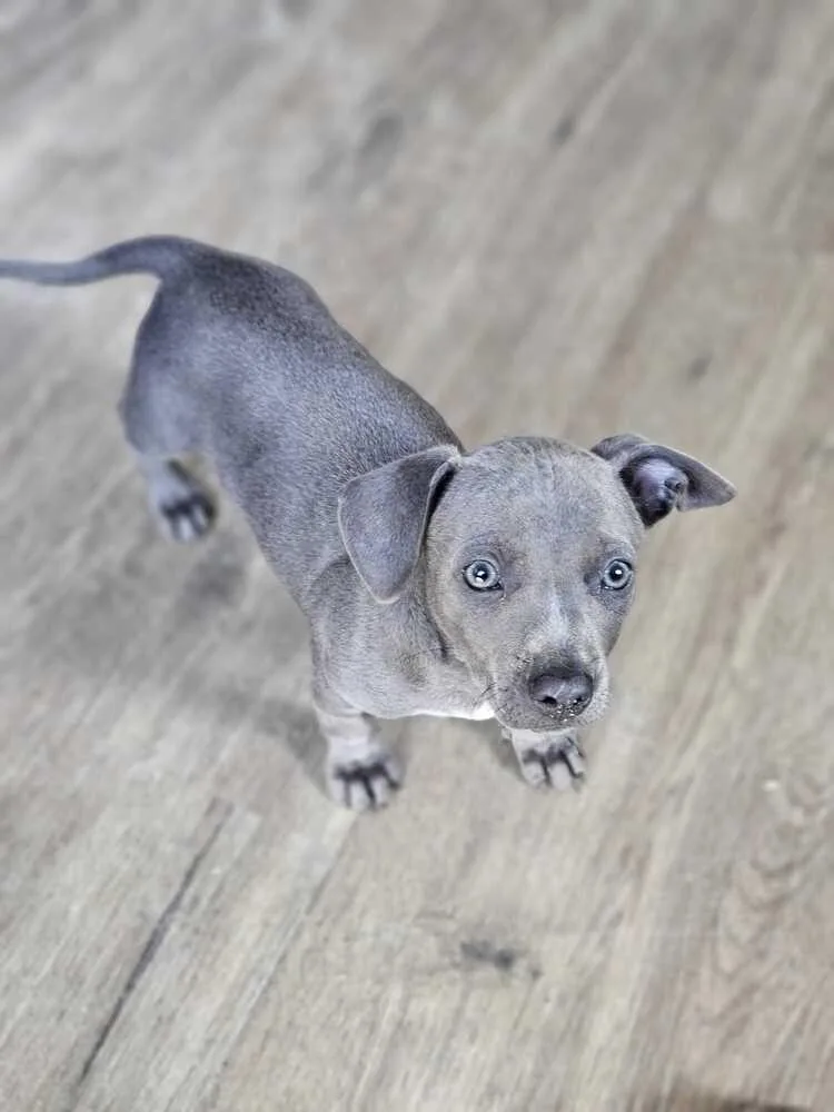 A baby small-sized female Gray / Blue / Silver American Bulldog dog named Anne for adoption in Lakeland, FL