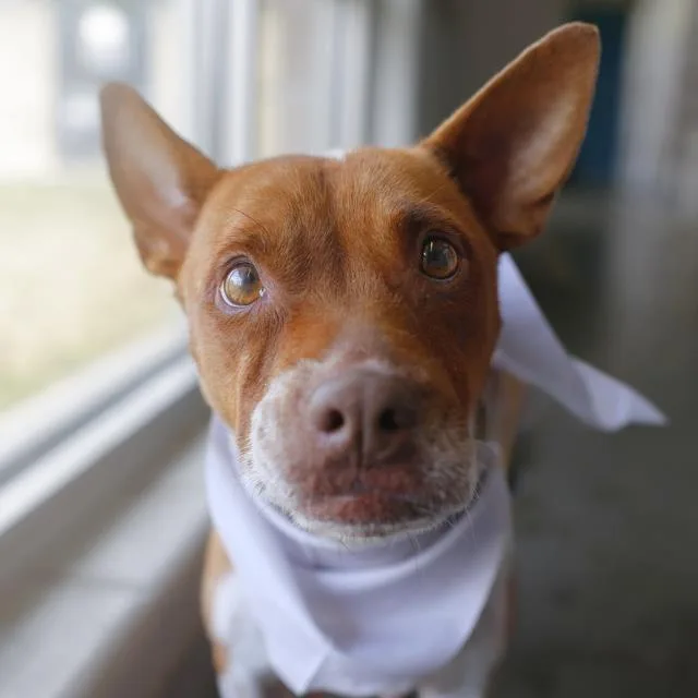 A young medium-sized female Terrier dog named Song for adoption in San Antonio, TX