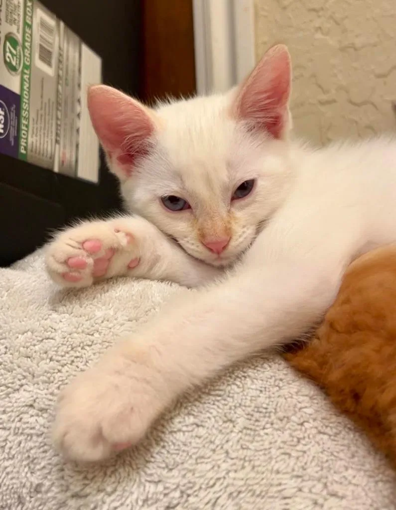 A baby medium-sized male Domestic Short Hair cat named Fettuccini for adoption in Salt Lake City, UT