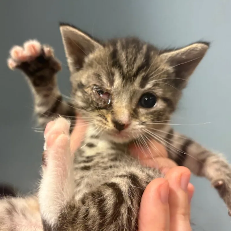 A baby small-sized female Buff / Tan / Fawn Domestic Short Hair cat named Cuppycake for adoption in Chattanooga, TN