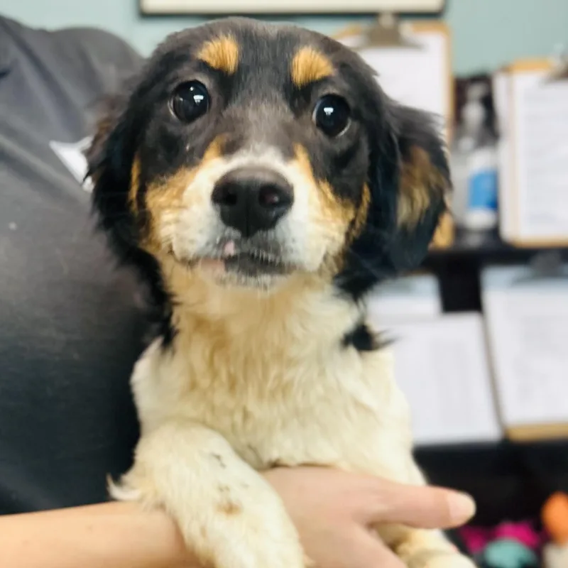 A baby medium-sized female Tricolor (Brown, Black, & White) Australian Shepherd dog named Cherry for adoption in Cedarburg, WI