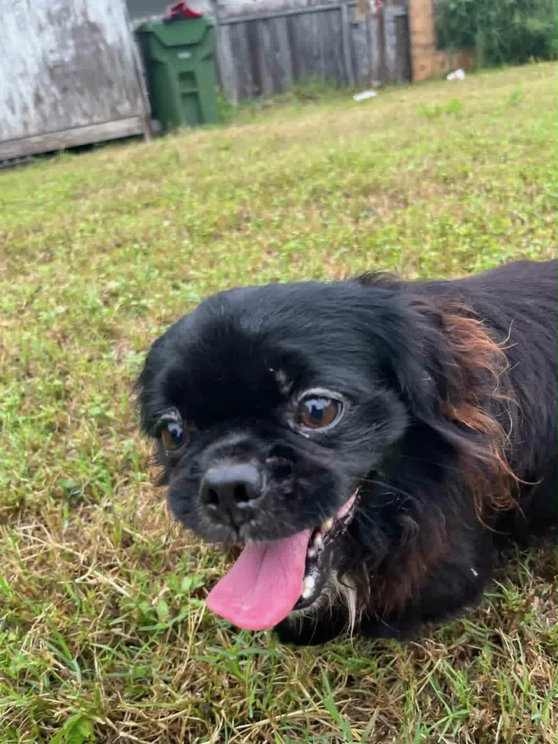 An adult small-sized male Pekingese dog named Peke for adoption in Gainesville, VA