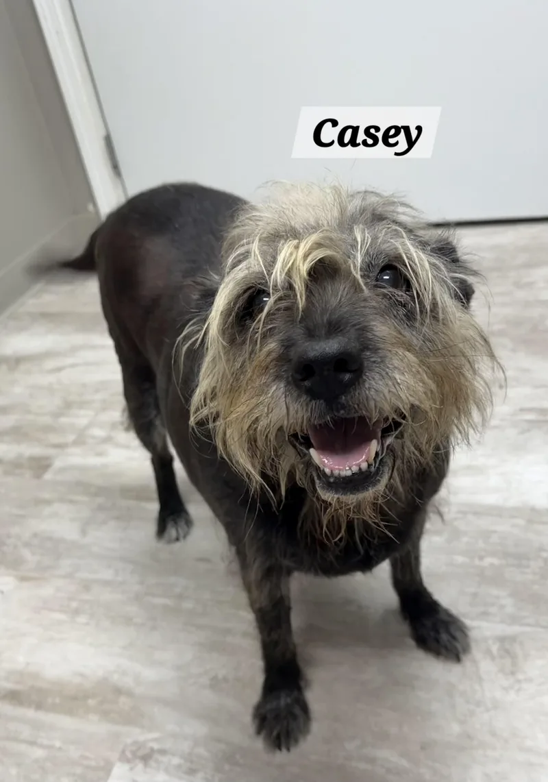 An adult medium-sized female Black Labrador Retriever dog named Casey for adoption in Urbana, OH
