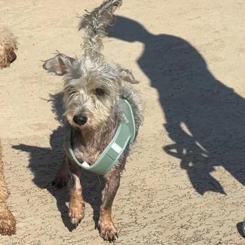 An adult small-sized male Gray / Blue / Silver Havanese dog named Garth for adoption in Tacoma, WA