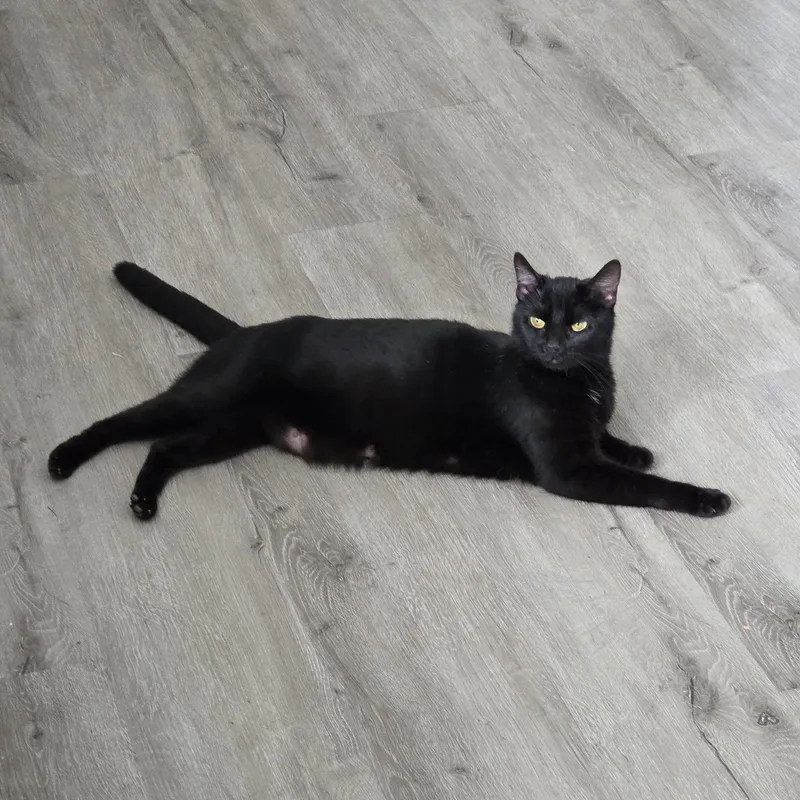 A young medium-sized female Black Domestic Short Hair cat named Eve for adoption in Harrisburg, PA