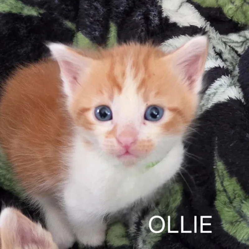 A baby small-sized male Orange / Red Domestic Short Hair cat named Ollie for adoption in Long Beach, CA