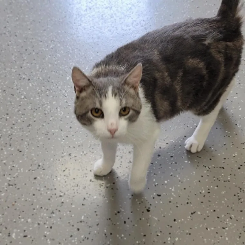 An adult medium-sized male Gray / Blue / Silver Domestic Short Hair cat named Other Guy for adoption in La Grange, KY